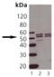 TNF Receptor Superfamily Member 1A antibody, MBS565174, MyBioSource, Western Blot image 