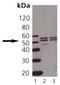 TNF Receptor Superfamily Member 1A antibody, MBS565174, MyBioSource, Western Blot image 