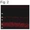 SH3 And Multiple Ankyrin Repeat Domains 1 antibody, PA1-4180, Invitrogen Antibodies, Immunofluorescence image 