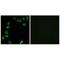 Laminin subunit alpha-4 antibody, A04999, Boster Biological Technology, Immunohistochemistry frozen image 
