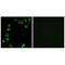 Laminin Subunit Alpha 4 antibody, A04999, Boster Biological Technology, Immunohistochemistry frozen image 