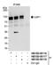 Ubiquitin Specific Peptidase 1 antibody, NB100-88118, Novus Biologicals, Western Blot image 