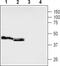 5-hydroxytryptamine receptor 5B antibody, PA5-77751, Invitrogen Antibodies, Western Blot image 