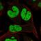 Transcription Elongation Factor A Like 1 antibody, HPA060384, Atlas Antibodies, Immunofluorescence image 