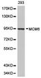 Minichromosome Maintenance Complex Component 6 antibody, LS-C192830, Lifespan Biosciences, Western Blot image 