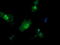 Mitogen-Activated Protein Kinase Kinase 3 antibody, LS-C174466, Lifespan Biosciences, Immunofluorescence image 