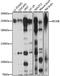 Kinesin Family Member 20B antibody, A15360, ABclonal Technology, Western Blot image 