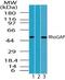 Rho GTPase Activating Protein 1 antibody, PA1-41520, Invitrogen Antibodies, Western Blot image 