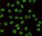 Chromobox 3 antibody, M01142, Boster Biological Technology, Immunocytochemistry image 