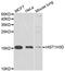 Histone H3 antibody, STJ29090, St John