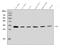 Fas Associated Via Death Domain antibody, A00237-4, Boster Biological Technology, Western Blot image 