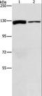 ATP Citrate Lyase antibody, LS-C404722, Lifespan Biosciences, Western Blot image 