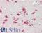 Cathepsin D antibody, LS-B11887, Lifespan Biosciences, Immunohistochemistry frozen image 