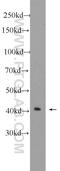 Pre-MRNA Processing Factor 38A antibody, 24946-1-AP, Proteintech Group, Western Blot image 