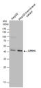 G Protein-Coupled Receptor 15 antibody, GTX130628, GeneTex, Western Blot image 