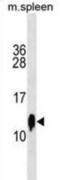 Cystatin C antibody, abx030535, Abbexa, Western Blot image 