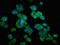 Hyaluronan Mediated Motility Receptor antibody, LS-C671947, Lifespan Biosciences, Immunofluorescence image 