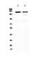 Myosin Binding Protein C, Cardiac antibody, PA5-79714, Invitrogen Antibodies, Western Blot image 
