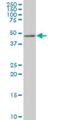 TSC22 Domain Family Member 4 antibody, H00081628-M08, Novus Biologicals, Western Blot image 