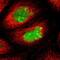 Activating Transcription Factor 3 antibody, NBP1-85816, Novus Biologicals, Immunofluorescence image 