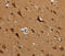 Mitochondrial Ribosomal Protein L39 antibody, MBS2524900, MyBioSource, Immunohistochemistry frozen image 