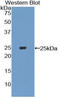 Interleukin 27 antibody, LS-C294897, Lifespan Biosciences, Western Blot image 