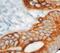 Keratin 20 antibody, LS-C348425, Lifespan Biosciences, Immunohistochemistry paraffin image 