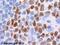 Telomeric Repeat Binding Factor 2 antibody, ab13579, Abcam, Immunohistochemistry paraffin image 