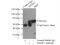 Monoamine Oxidase A antibody, 10539-1-AP, Proteintech Group, Immunoprecipitation image 