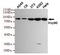 Heat Shock Protein 90 Alpha Family Class A Member 1 antibody, STJ99220, St John