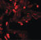 Enhancer Of Zeste 1 Polycomb Repressive Complex 2 Subunit antibody, LS-C144356, Lifespan Biosciences, Immunofluorescence image 