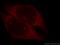 Survival Of Motor Neuron 2, Centromeric antibody, 11708-1-AP, Proteintech Group, Immunofluorescence image 