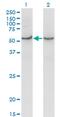 Cytochrome C Oxidase Assembly Homolog COX15 antibody, MA5-18633, Invitrogen Antibodies, Western Blot image 