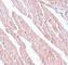 Transmembrane Protein 184C antibody, NBP1-77144, Novus Biologicals, Immunohistochemistry frozen image 