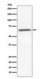 X-Ray Repair Cross Complementing 6 antibody, M01732-1, Boster Biological Technology, Western Blot image 