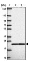 Ribosomal Protein S7 antibody, NBP2-33793, Novus Biologicals, Western Blot image 