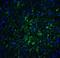 Immunity Related GTPase M antibody, NBP1-76377, Novus Biologicals, Immunocytochemistry image 
