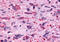Prostaglandin E Receptor 3 antibody, MBS244025, MyBioSource, Immunohistochemistry frozen image 