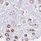 Iroquois Homeobox 2 antibody, HPA054669, Atlas Antibodies, Immunohistochemistry frozen image 