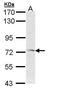 Frizzled Class Receptor 1 antibody, GTX108181, GeneTex, Western Blot image 