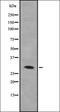 Heterogeneous Nuclear Ribonucleoprotein A0 antibody, orb337619, Biorbyt, Western Blot image 