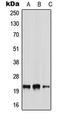 Neurensin 2 antibody, LS-C353555, Lifespan Biosciences, Western Blot image 