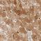 Translational Activator Of Cytochrome C Oxidase I antibody, NBP1-88161, Novus Biologicals, Immunohistochemistry paraffin image 
