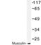 Musculin antibody, LS-C176705, Lifespan Biosciences, Western Blot image 