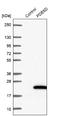 Phosphodiesterase 6D antibody, NBP2-38346, Novus Biologicals, Western Blot image 