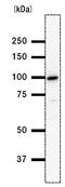 Bromodomain Containing 3 antibody, ab50818, Abcam, Western Blot image 