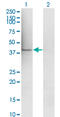 Mitogen-Activated Protein Kinase Kinase 1 antibody, LS-C197997, Lifespan Biosciences, Western Blot image 