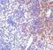 Interferon Regulatory Factor 7 antibody, NBP1-77264, Novus Biologicals, Immunohistochemistry paraffin image 