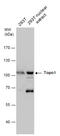 DNA topoisomerase 1 antibody, GTX130178, GeneTex, Western Blot image 