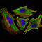 Signal Transducer And Activator Of Transcription 6 antibody, M00523-2, Boster Biological Technology, Immunofluorescence image 